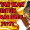 Manfaat minyak ikan untuk murai batu