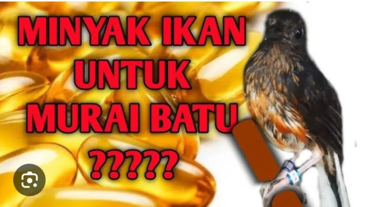 Manfaat minyak ikan untuk murai batu