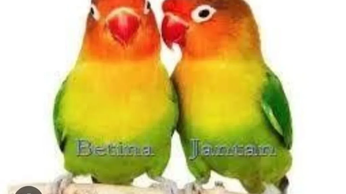 Cara membedakan lovebird jantan dan betina