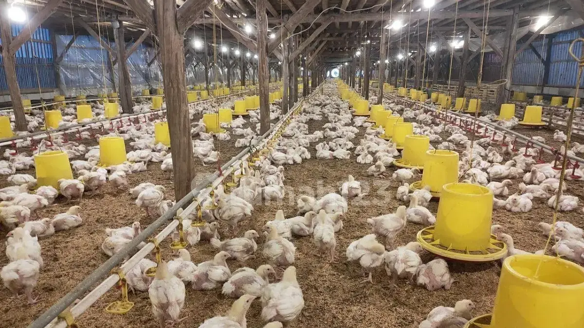 mal kandang ayam di selatan kota cirebon