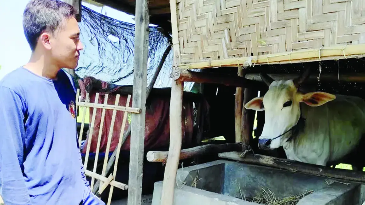 stok sapi kurban indramayu