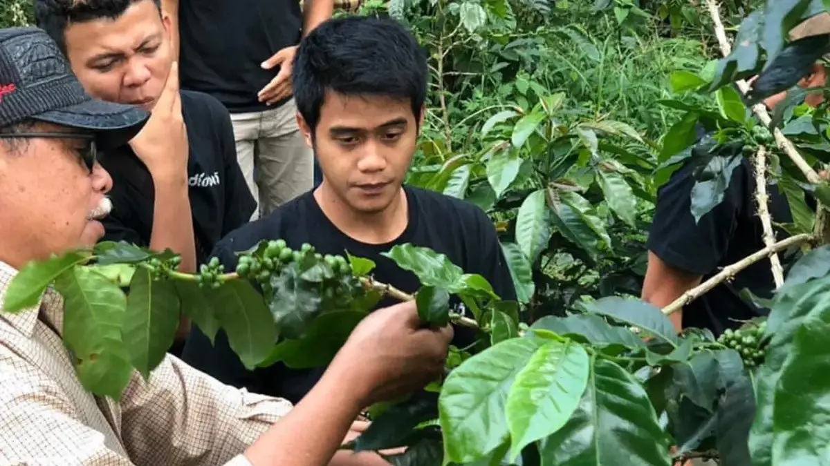kopi gunung aci kuningan