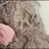 Telapak Hewan Pemangsa