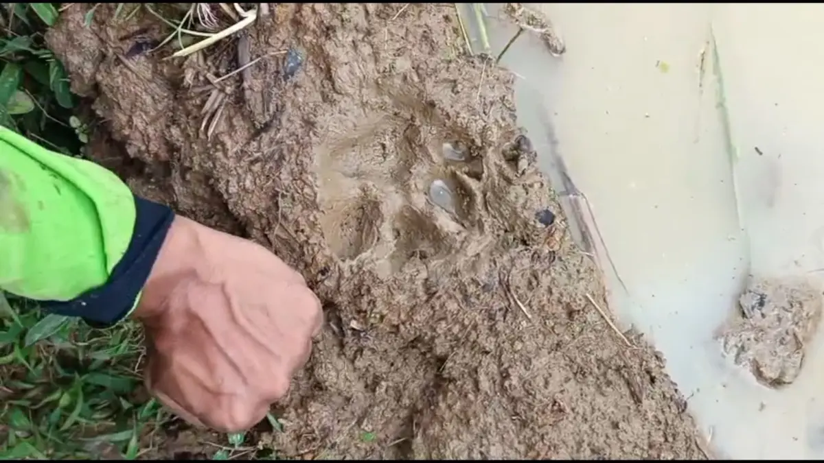 Telapak Hewan Pemangsa
