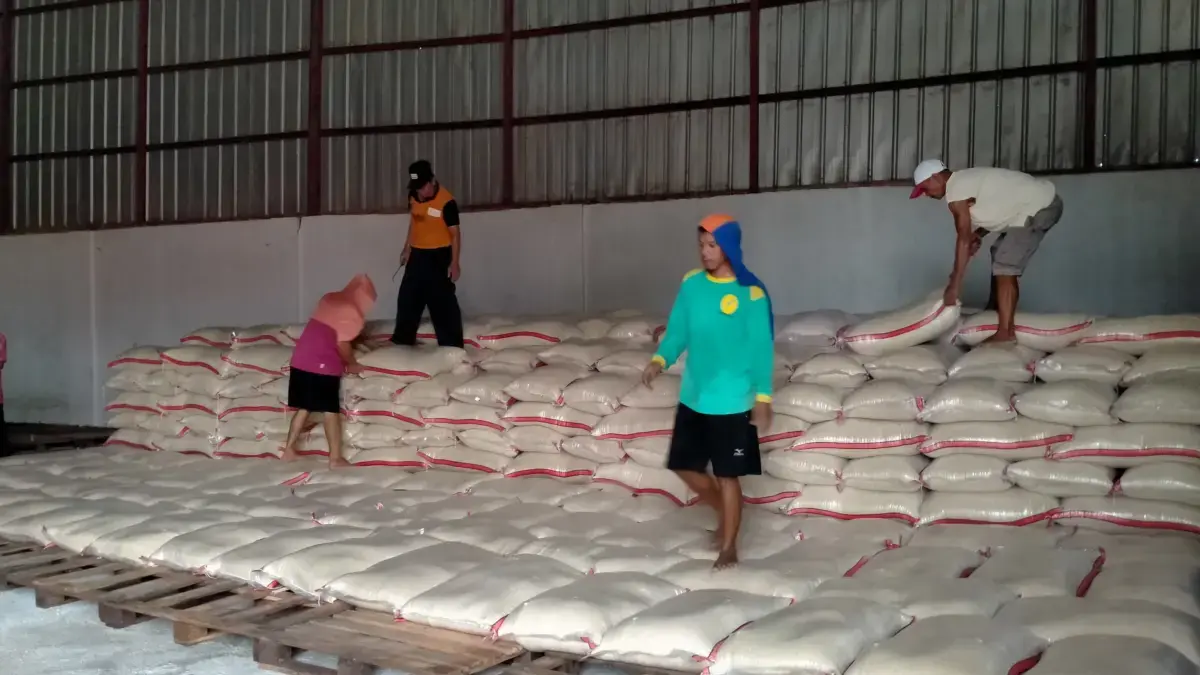 bulog indramayu serap gabah dan beras petani