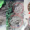 kambing dimangsa macan tutul di hantara kuningan