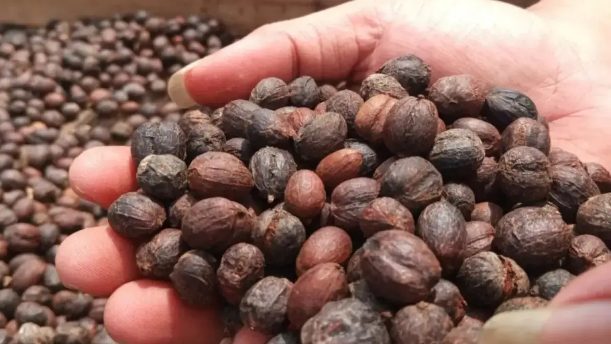 kopi gunung ciremai