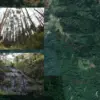 macan tutul bukit bahohor kuningan