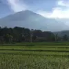 perdagangan karbon kabupaten trenggalek