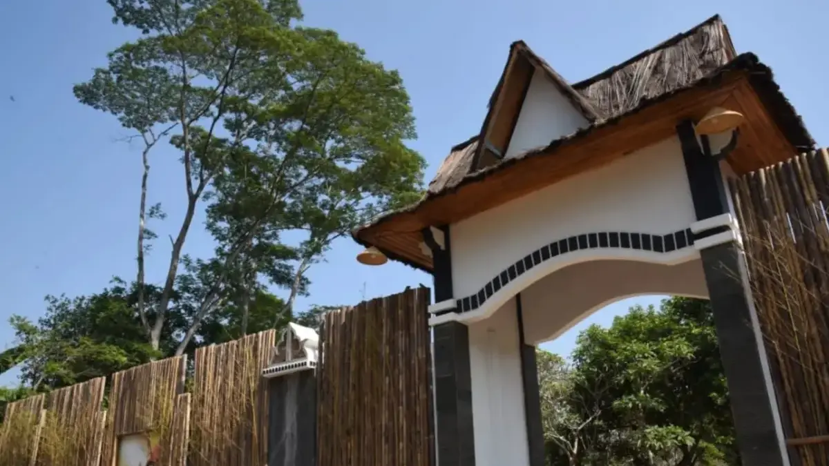 teror ular king kobra di rumah dedi mulyadi