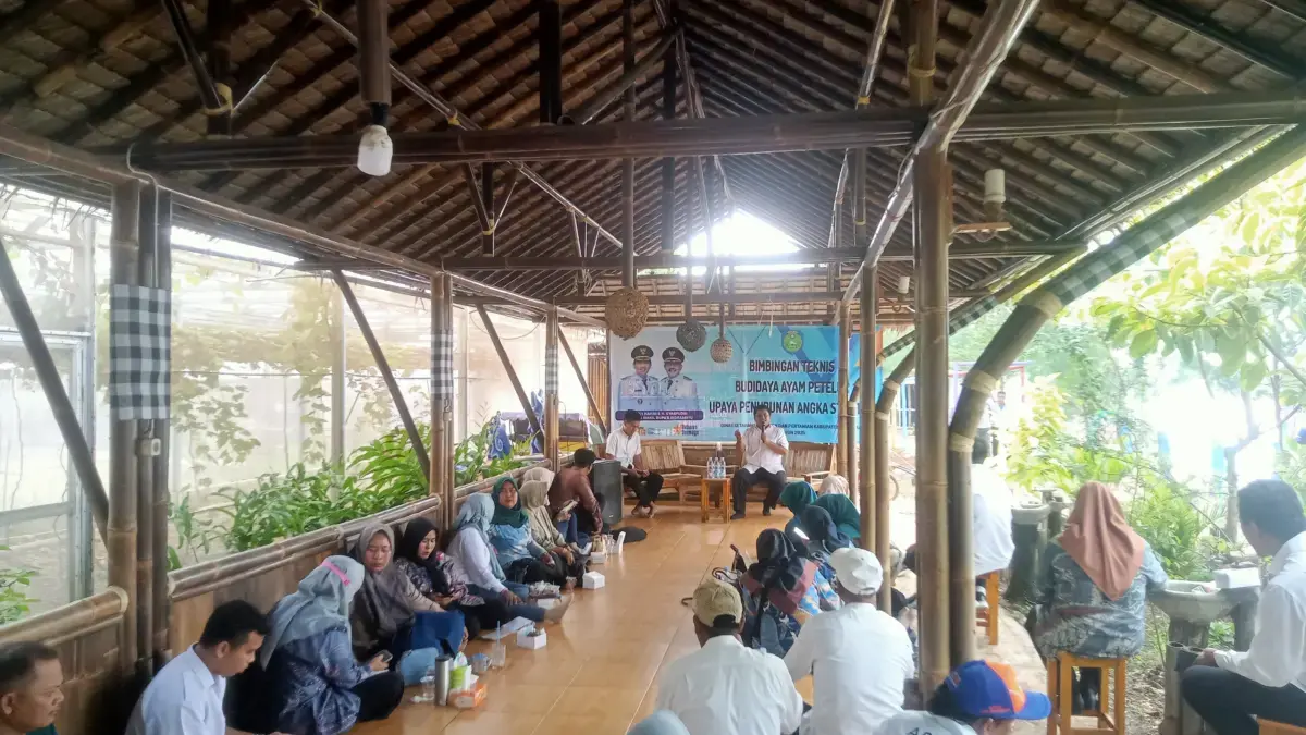budi daya ayam petelur