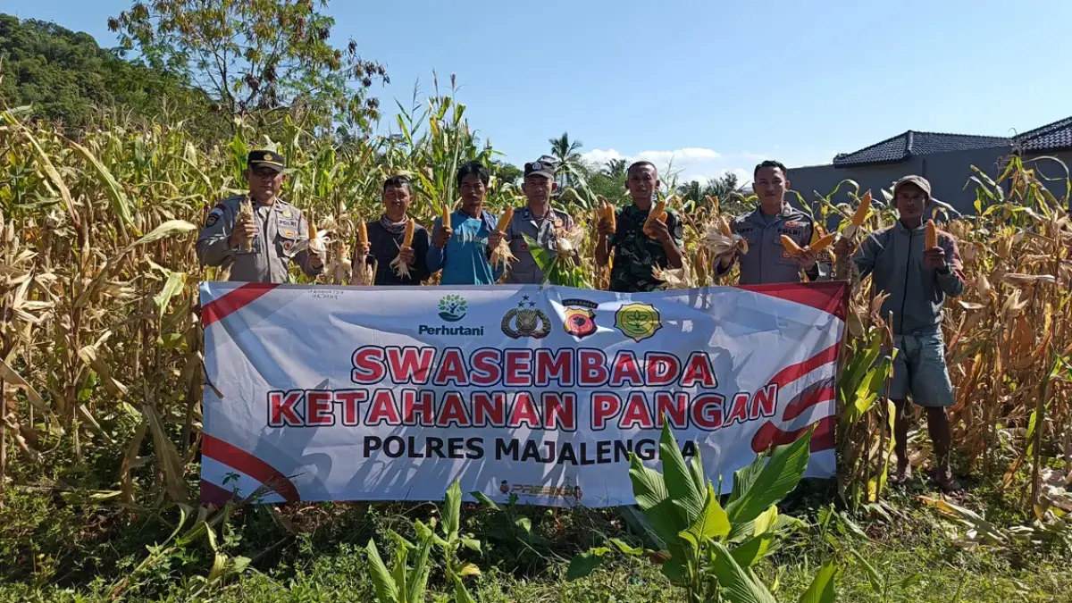 panen raya jagung