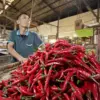 Harga cabai merah