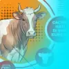 Sapi Kurban Terinfeksi