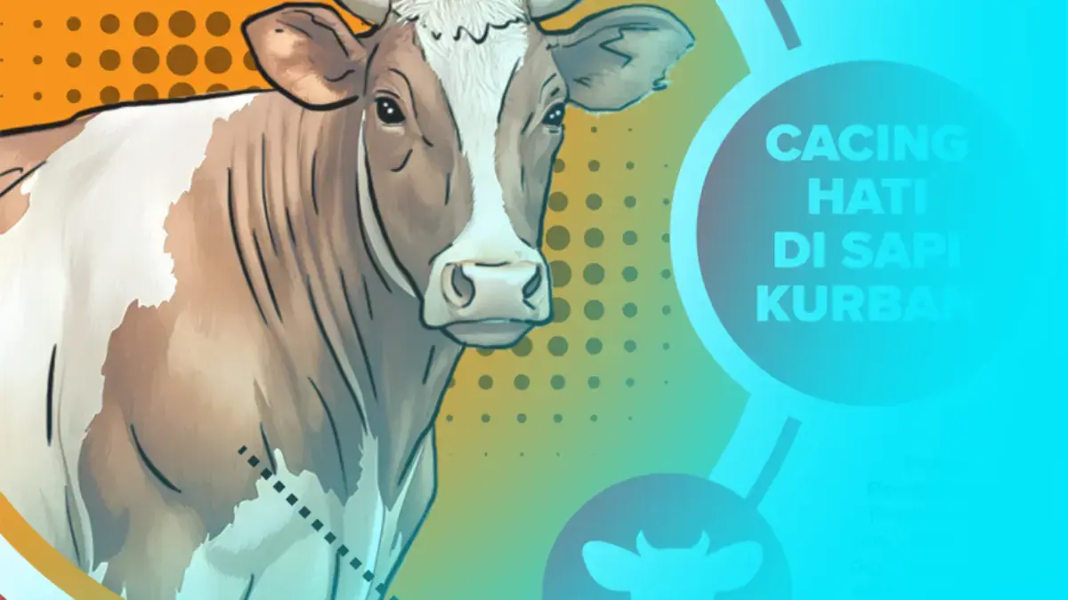 Sapi Kurban Terinfeksi