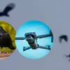 Drone burung