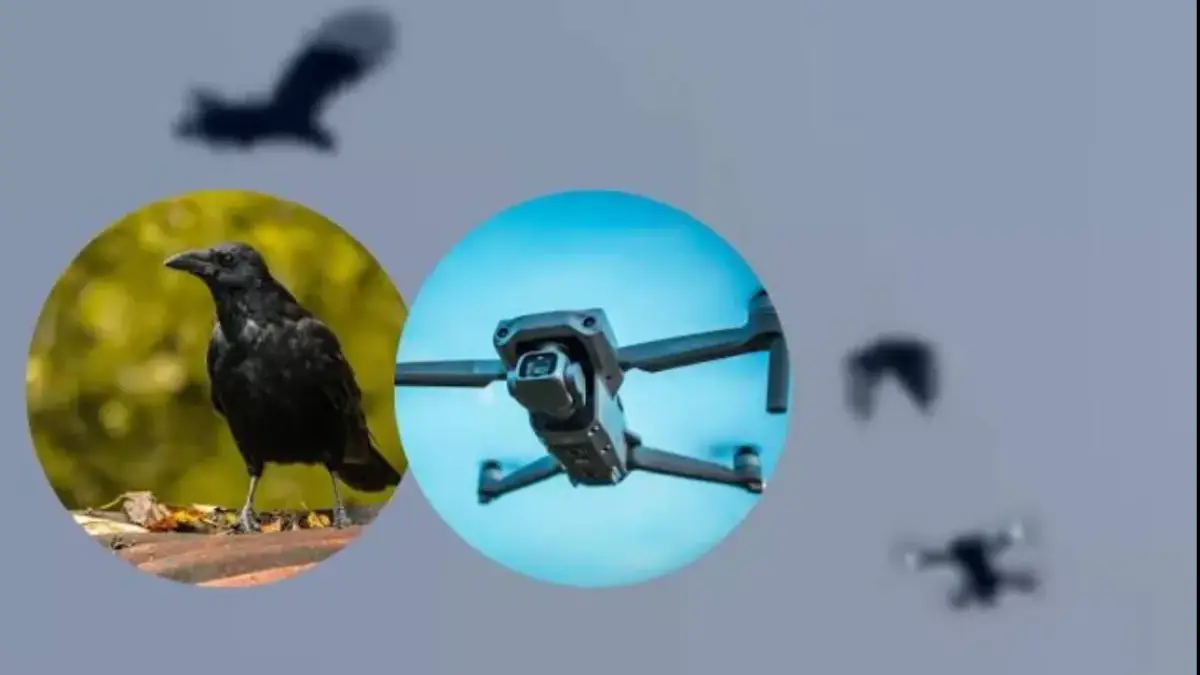 Drone burung