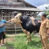 sapi warga cikancas cirebon dibeli presiden