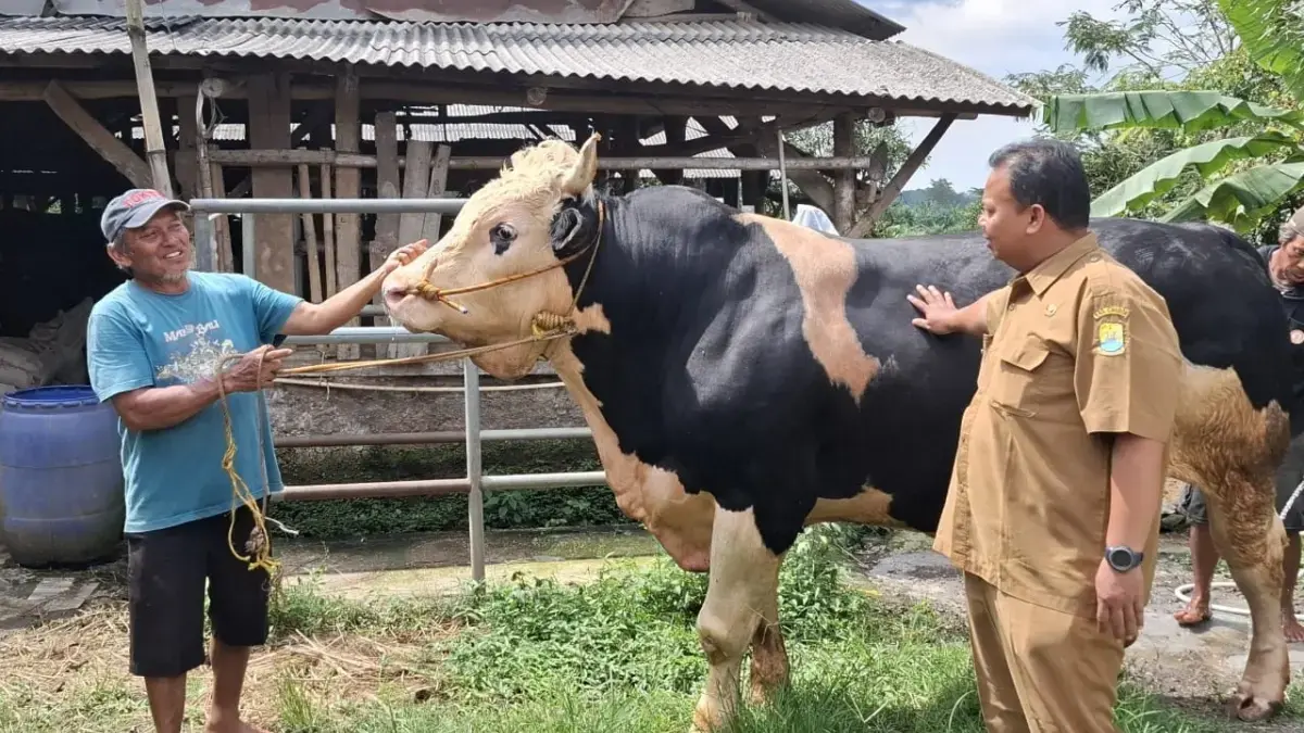 sapi warga cikancas cirebon dibeli presiden
