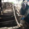 Pemeriksaan hewan kurban Kota Cirebon