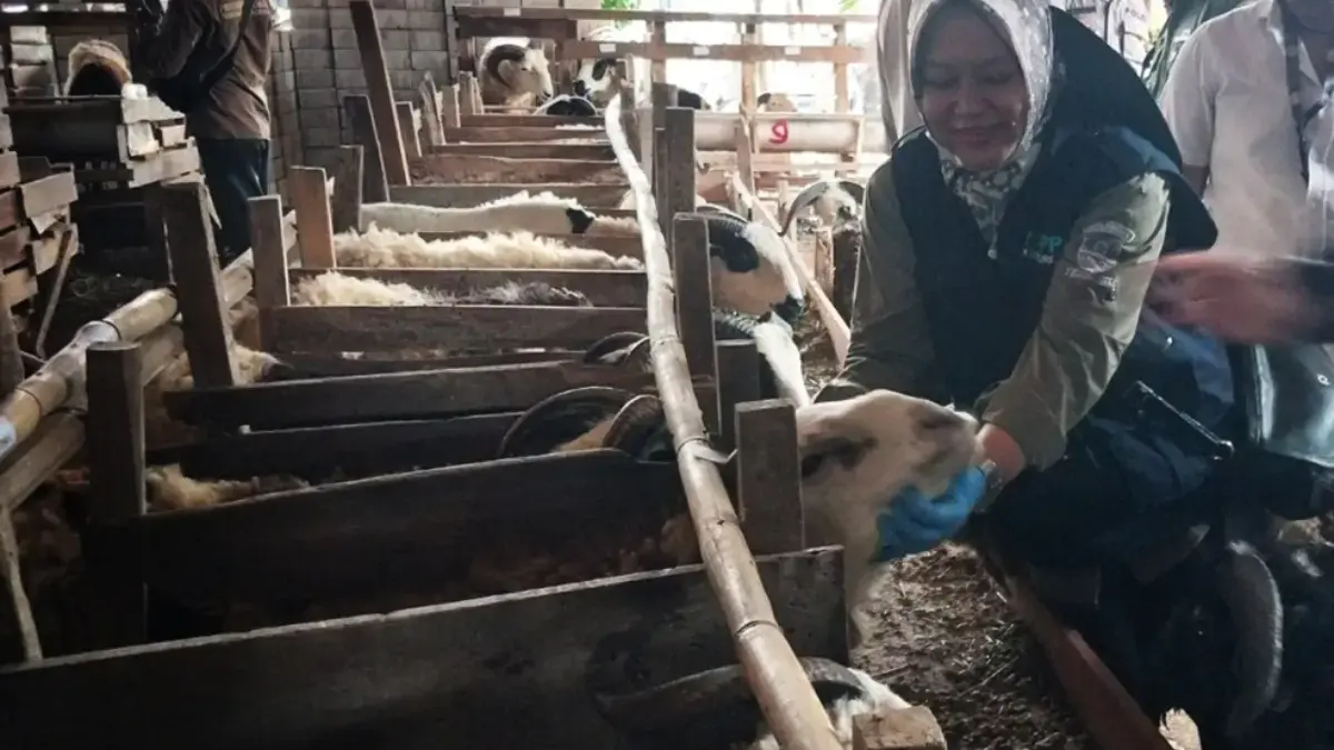 Ribuan Hewan Kurban di Cirebon Telah Diperiksa dan Layak Disembelih Pemeriksaan hewan kurban Kota Cirebon