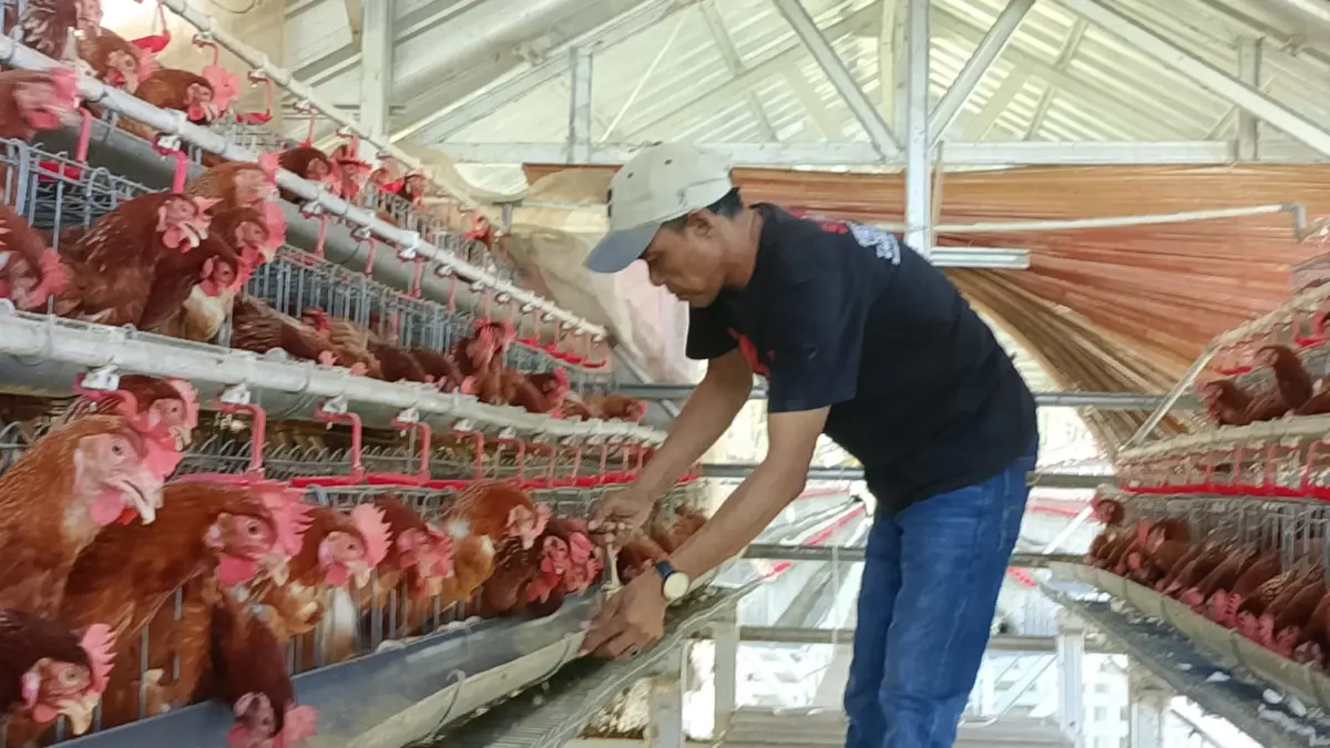 kuwu di indramayu budi daya ayam petelur