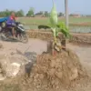 warga cirebon bikin kuburan protes jalan rusak