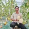 petani melon