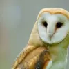 burung hantu hama tikus
