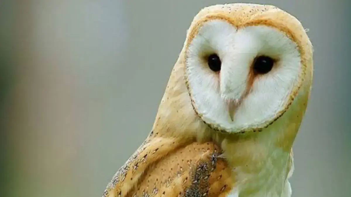 burung hantu hama tikus
