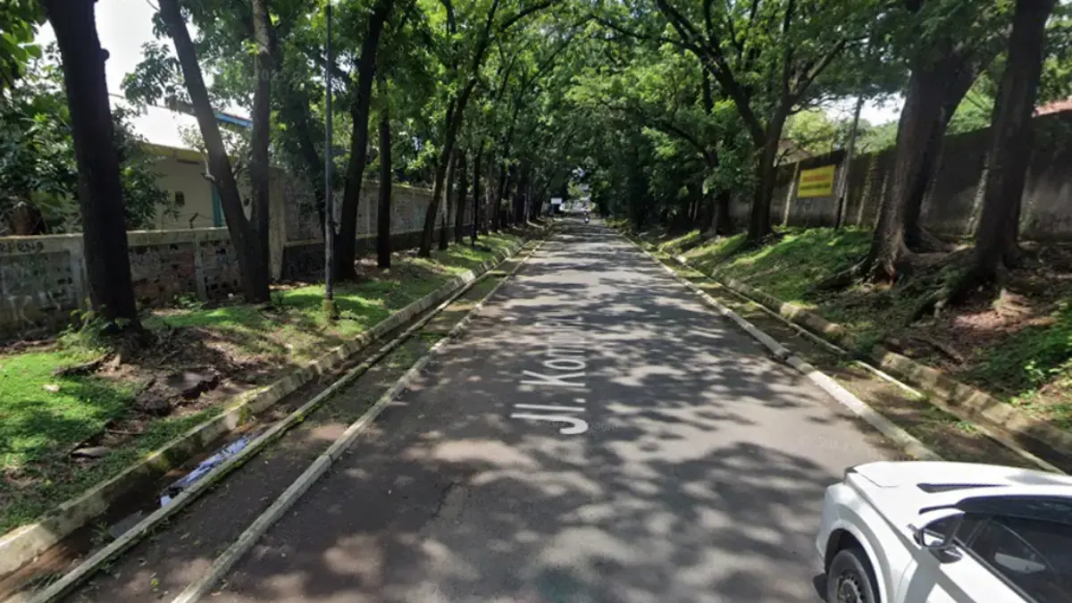 Pohon Rindang