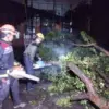 Pohon tumbang