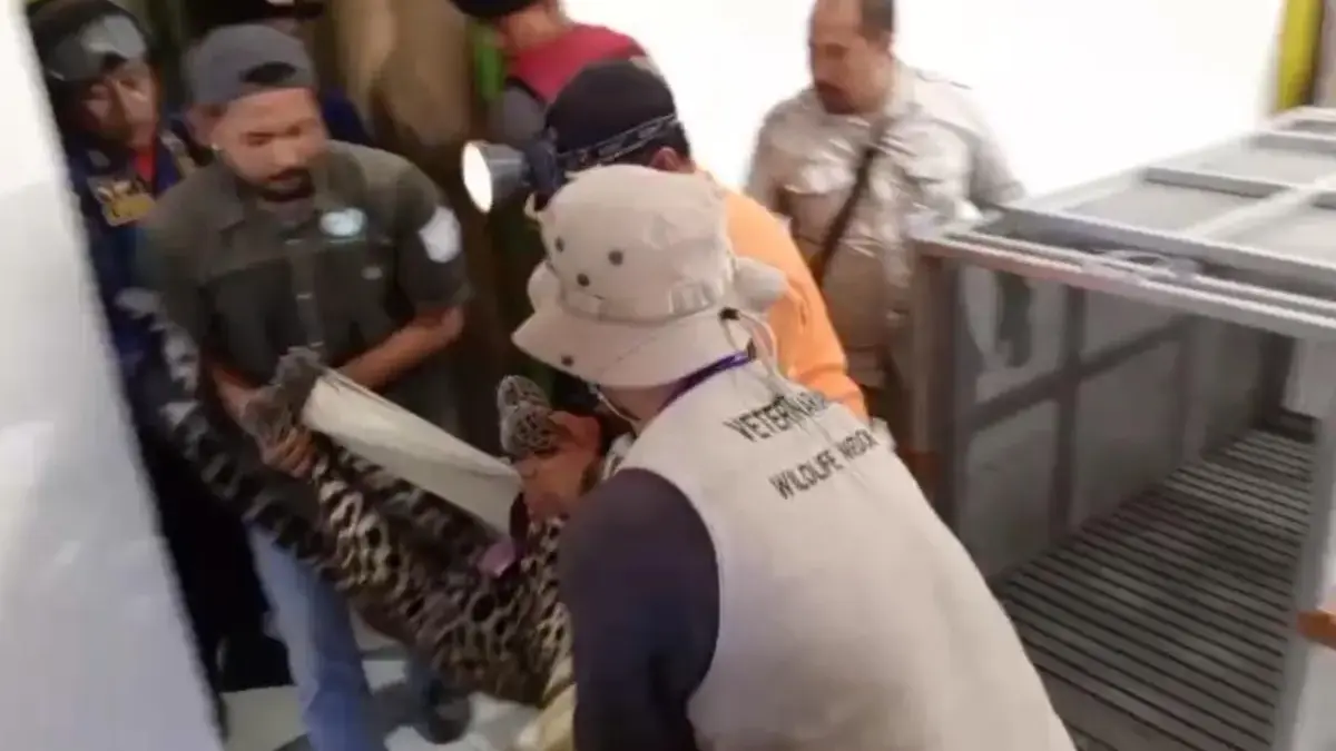 evakuasi macan tutul di kutamandarakan kuningan