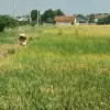 mengatasi irigasi dan hama