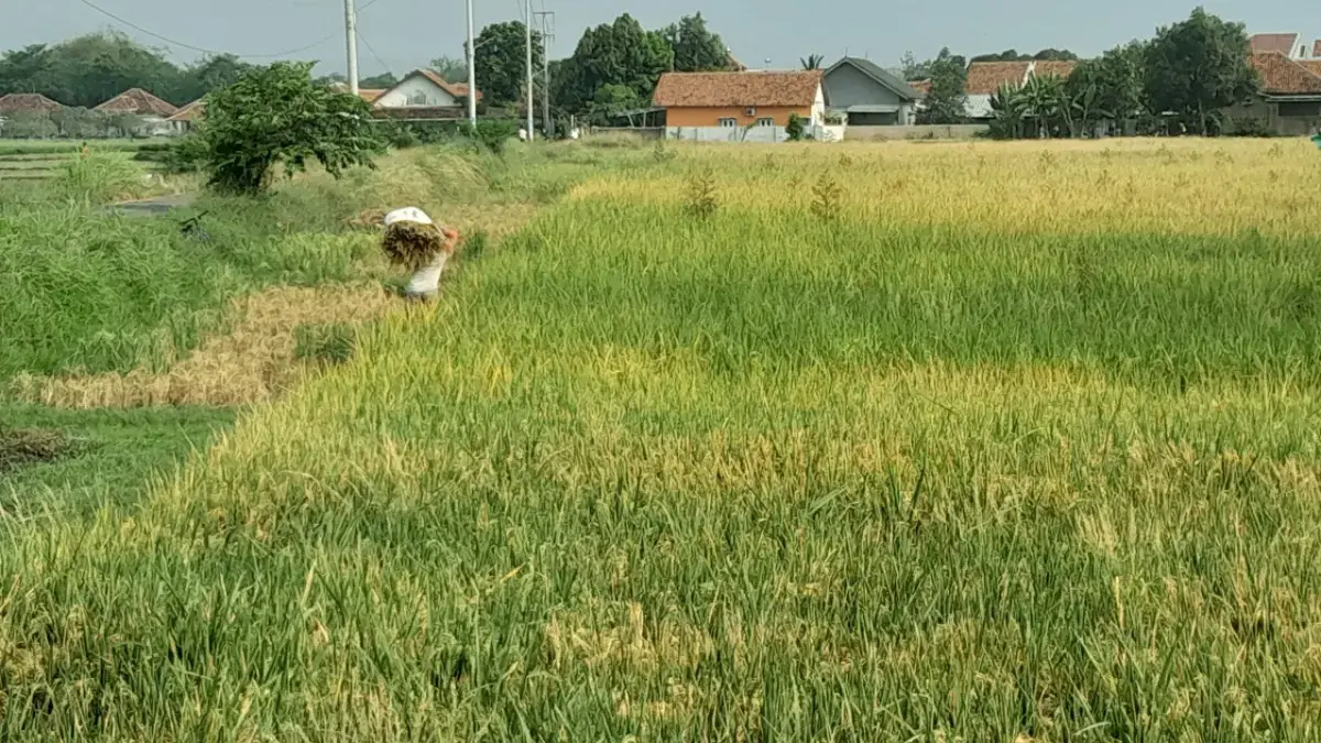 mengatasi irigasi dan hama