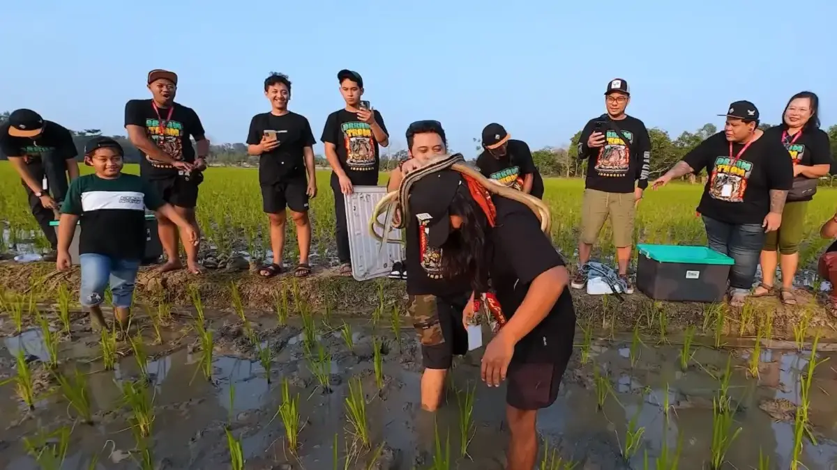 lucky hakim lepas ular di sawah