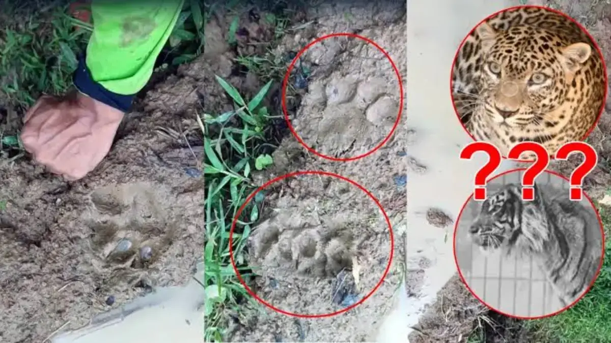 macan tutul maleber kuningan
