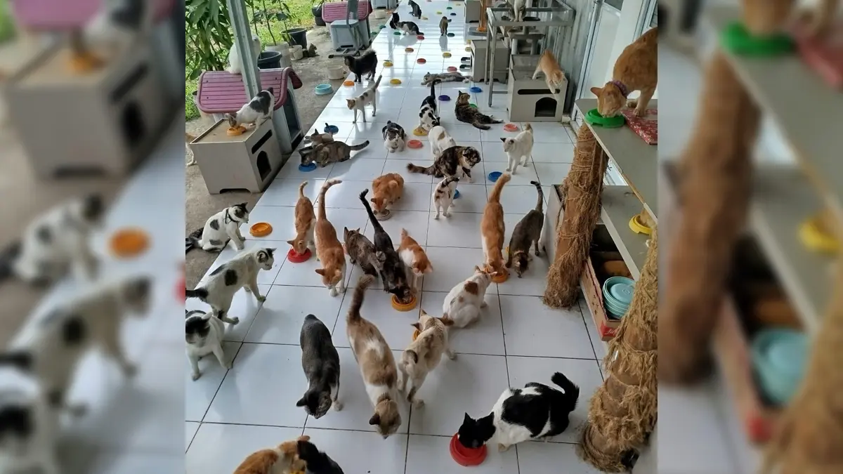 Sekitar 200 kucing kini dirawat