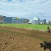 sawah