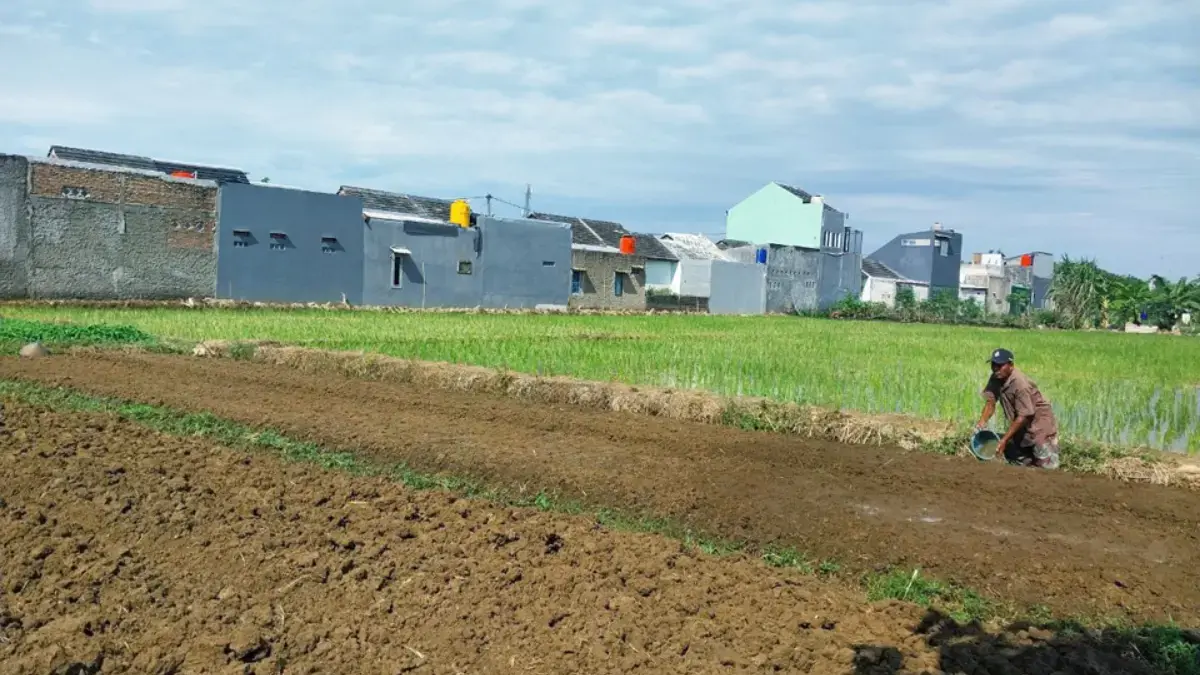 sawah