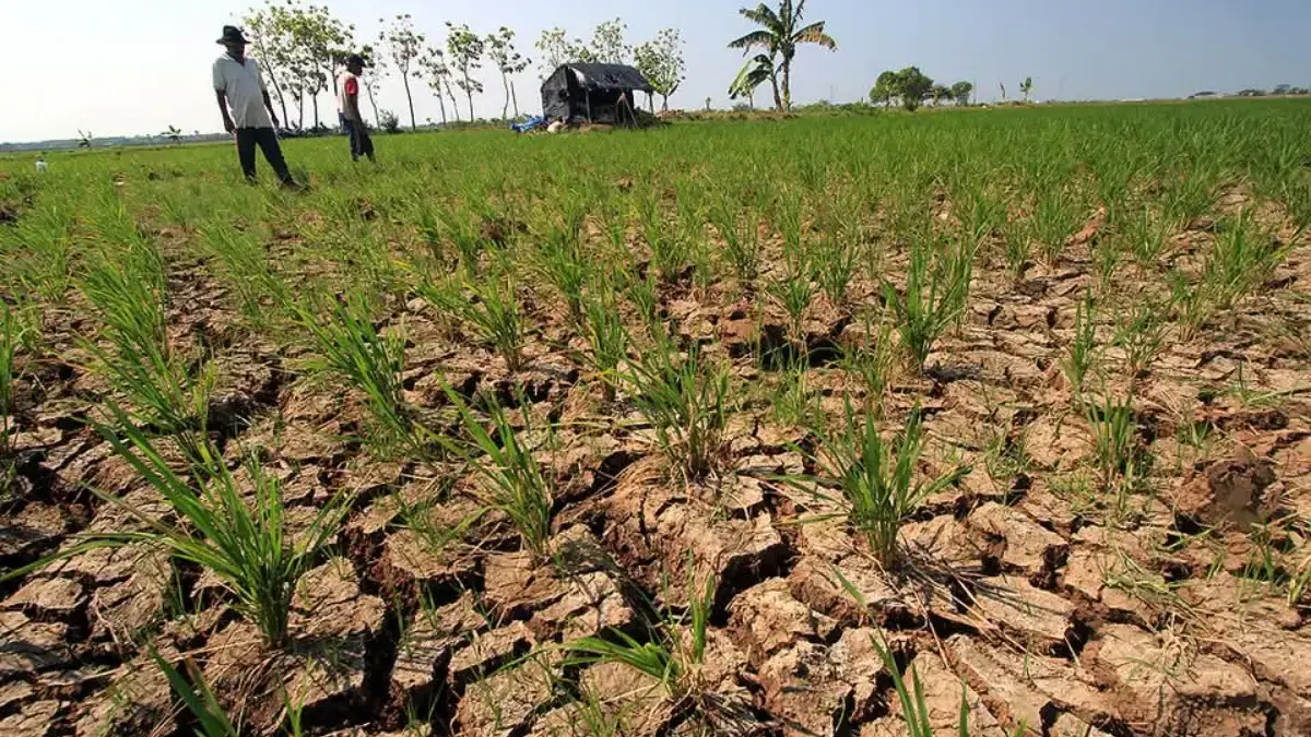 petani gagal panen