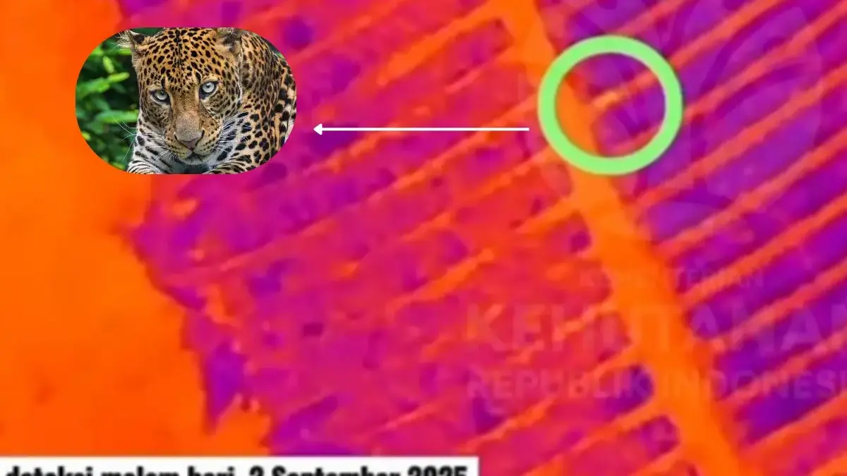 macan tutul kutamandarakan kuningan