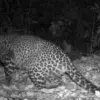 macan tutul sanggabuana