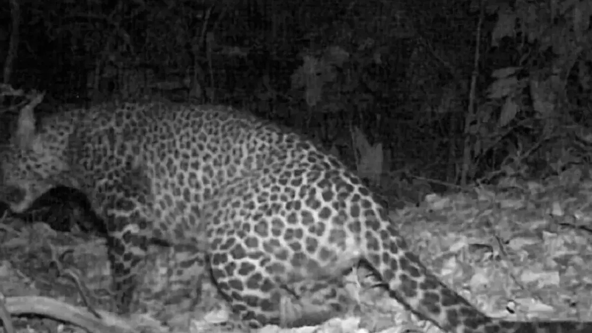 macan tutul sanggabuana