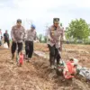 tanam jagung