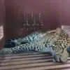 macan tutul masuk hotel