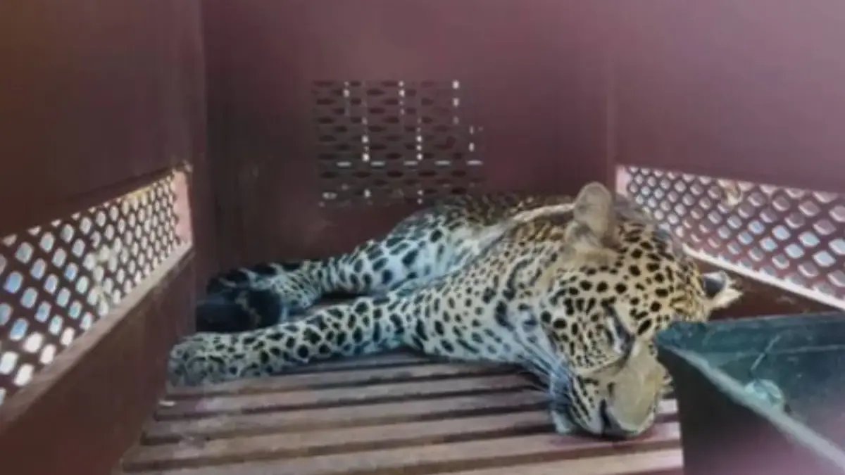 macan tutul masuk hotel