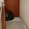 macan tutul masuk hotel di bandung
