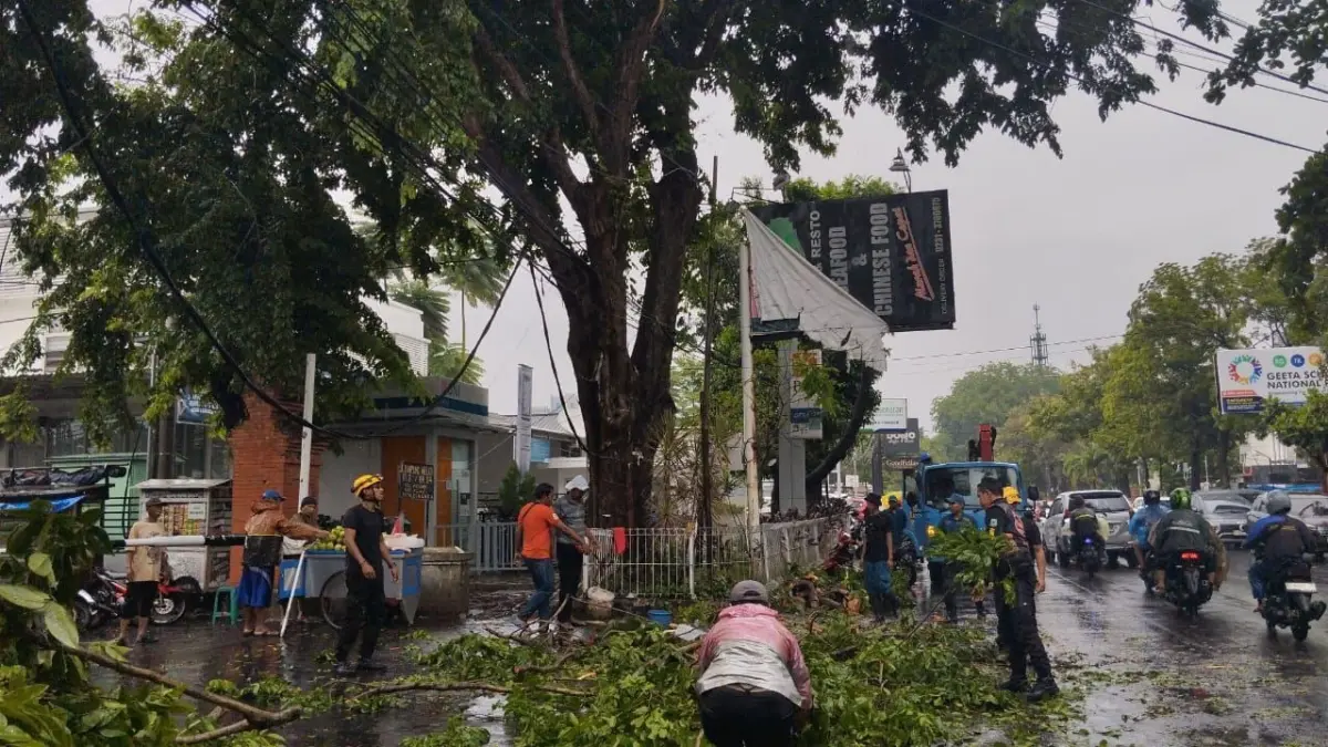 Pohon Tumbang di Jalan dr Sudarsono Cirebon, Satu Warga Luka  Petugas BPBD Kota Cirebon menangani pohon tumbang