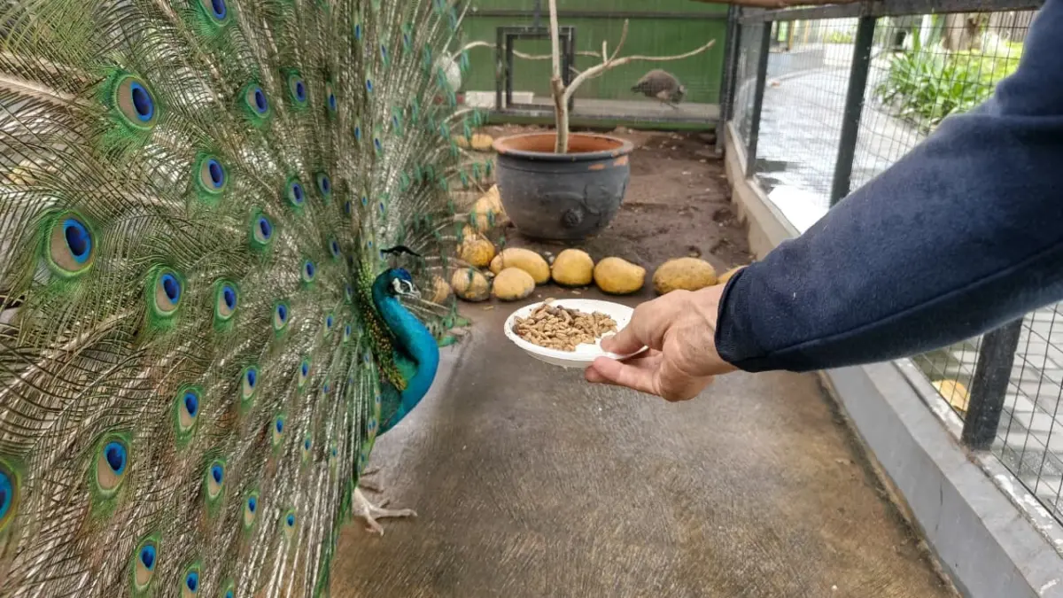 Aston Cirebon Perkuat Komitmen Hijau lewat Program Keberlanjutan Kreatif minizoo hotel